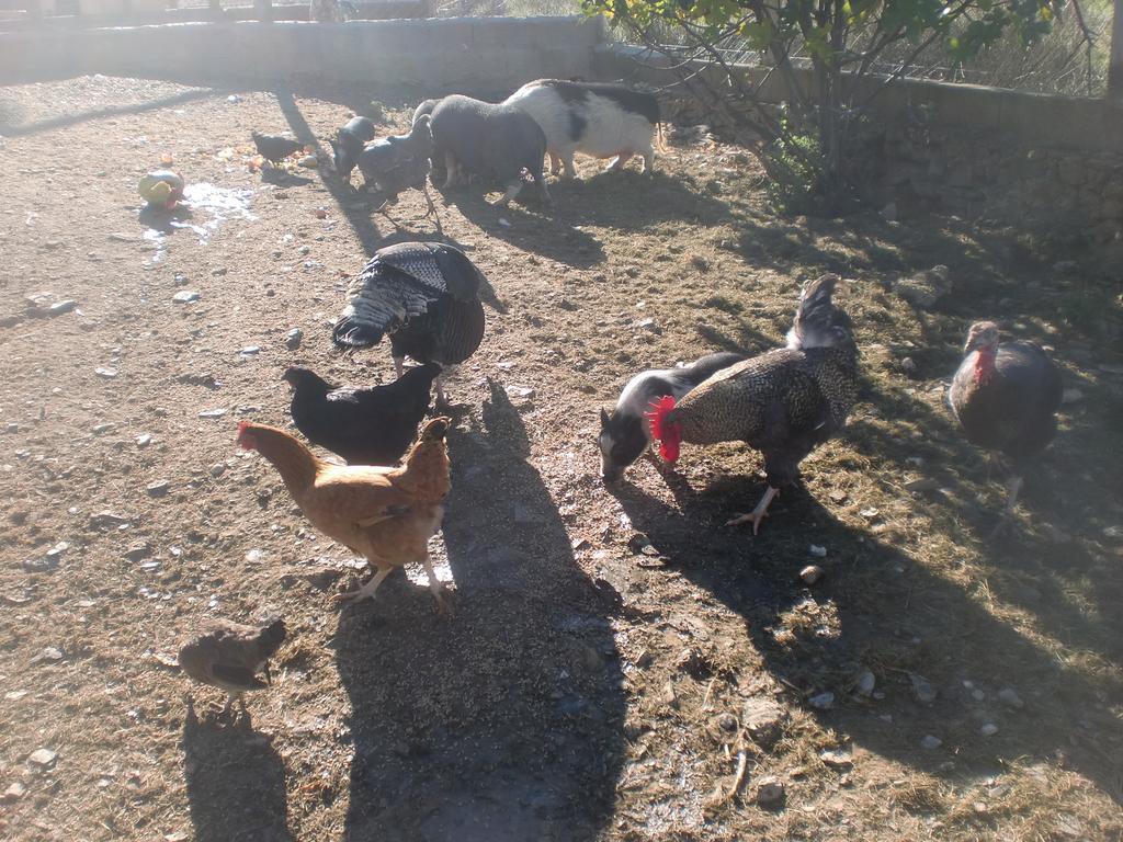 Affittacamere Horta da Quinta Mértola Esterno foto